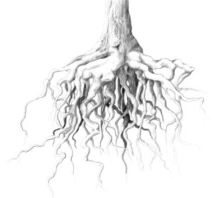 designer's sketch of root ball